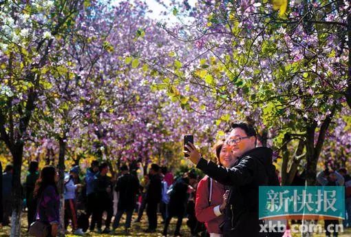 网传 10万人华农看花 现场是人人花人人人人人人