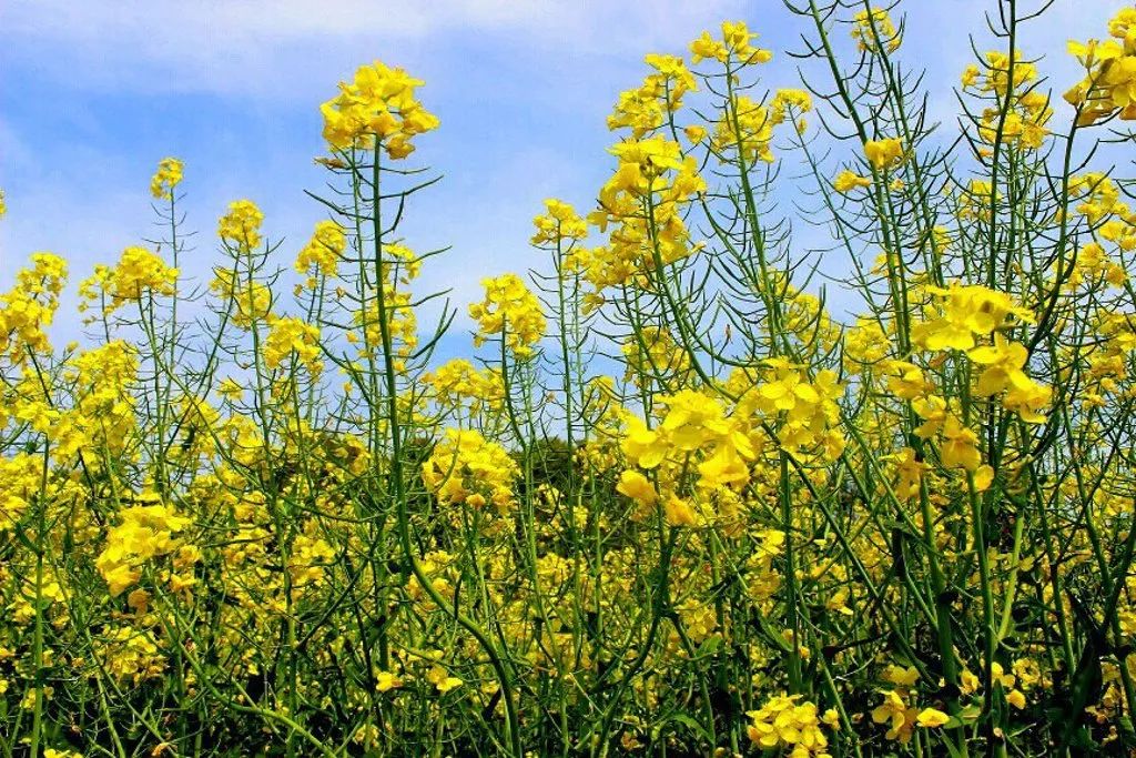 屋前屋后,油菜花和安义古村的白墙黑瓦相映衬,营造出古典乡村的绝美