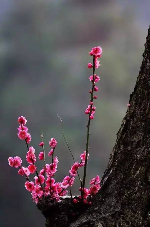 一剪梅花开为有暗香来