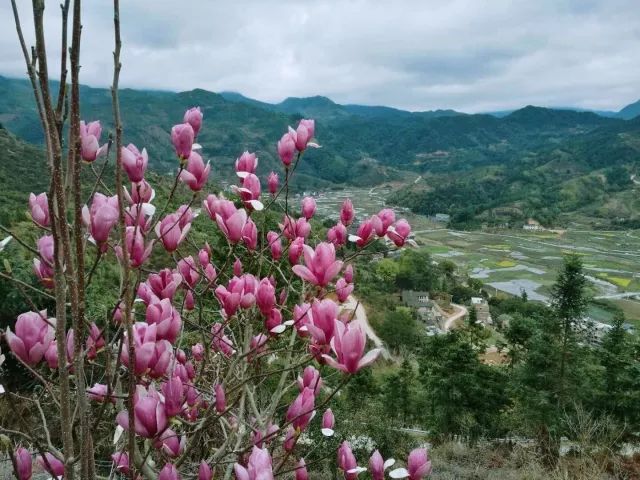 3月闽清最美赏花地图看这里