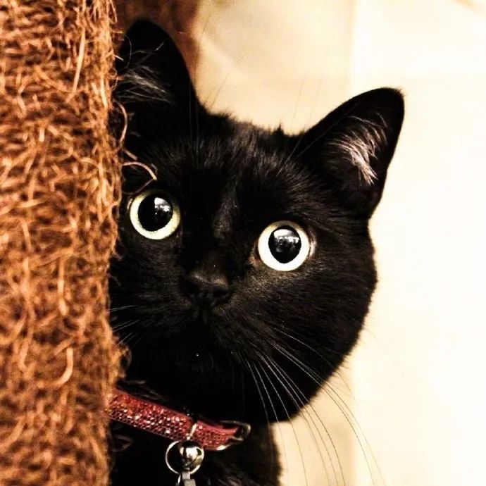 小黑猫取什么名字好听 黑色猫咪名字可爱洋气