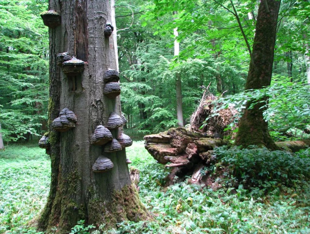 植树节到了丨一起来探索德国国家地理自然公园的森林美景吧