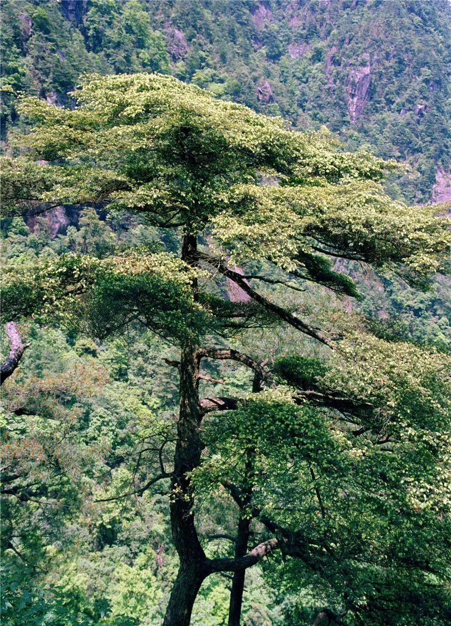 临安区清凉峰保护区/南方铁杉/300多岁