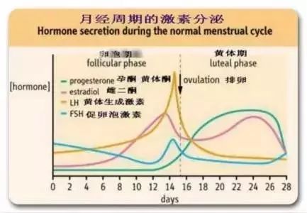 正文 根据体内激素和卵泡成熟等因素,28天的月经周期具体分为四个阶段