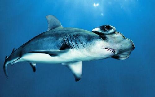 有着和人类一样双视力的鲨鱼,能360度环顾四周,年年都