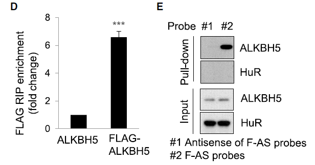 rip和rna pull down实验证明alkbh5和foxm1-as直接结合
