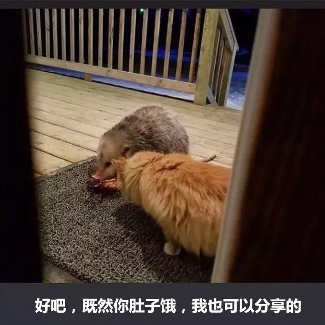 弱小可怜又无助,堂堂橘猫竟然被负鼠欺负得瑟瑟发抖!