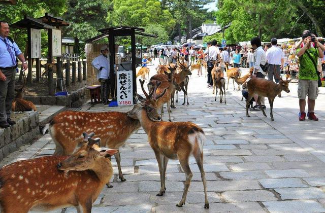 据日本时报报道,随着游客数量不断增长,近几个月来,日本奈良市奈良