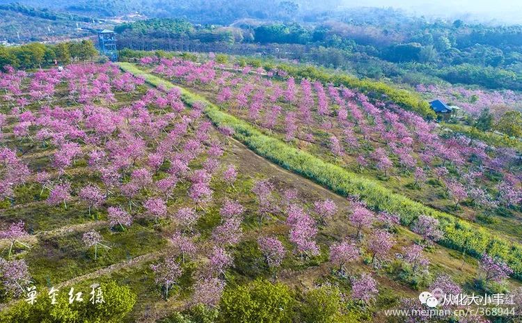 从化万花园百花争春,让人"眼花缭乱,美不胜收!