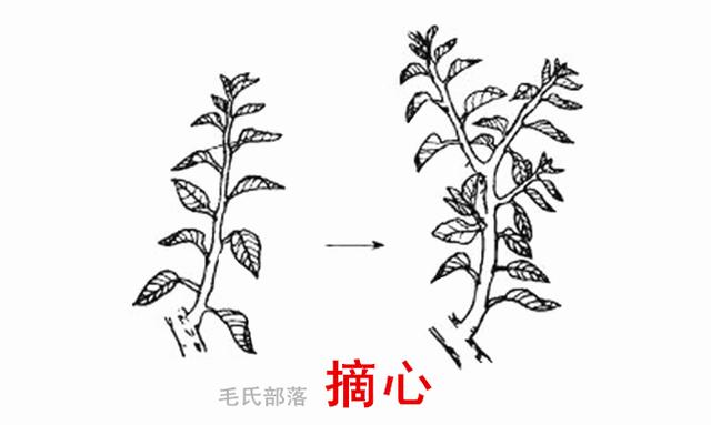 梨树栽培技术|梨树夏剪与冬剪方法