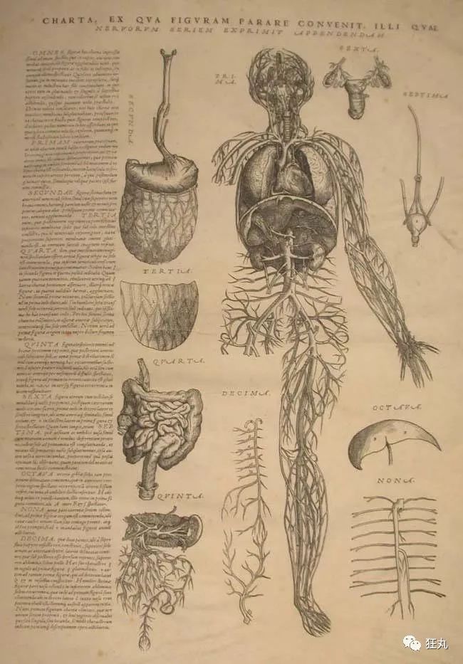 人体断层解剖学图谱,骨骼,肌肉,血管和神经等等构造都在维萨里《人体