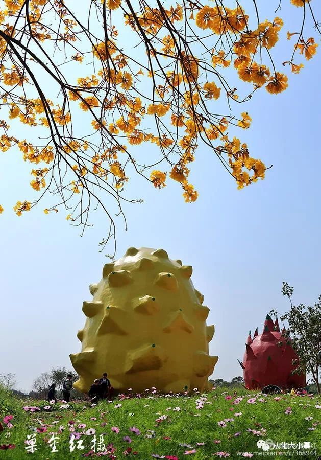 从化万花园百花争春,让人"眼花缭乱,美不胜收!