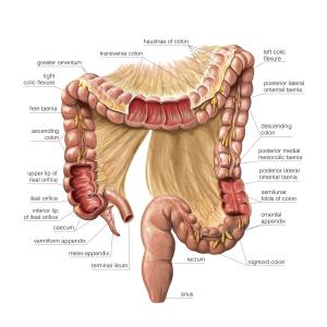 结肠肛门的生理功能