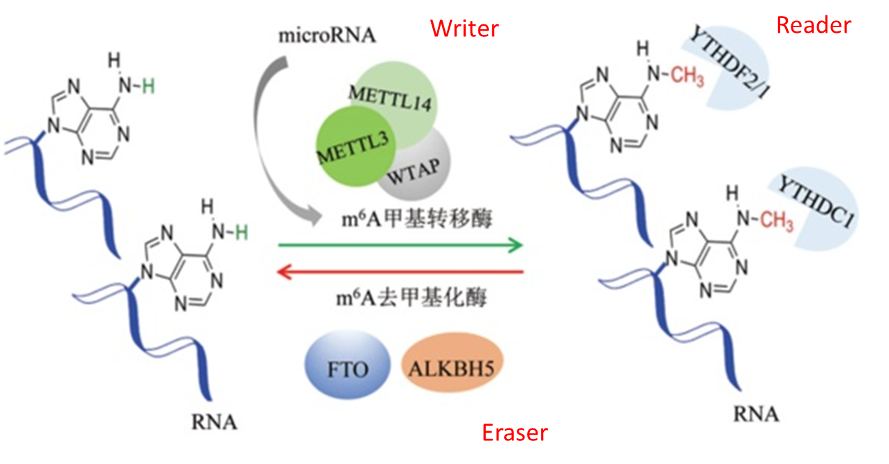 602)上总结过m6a的相关修饰,由甲基转移酶复合体