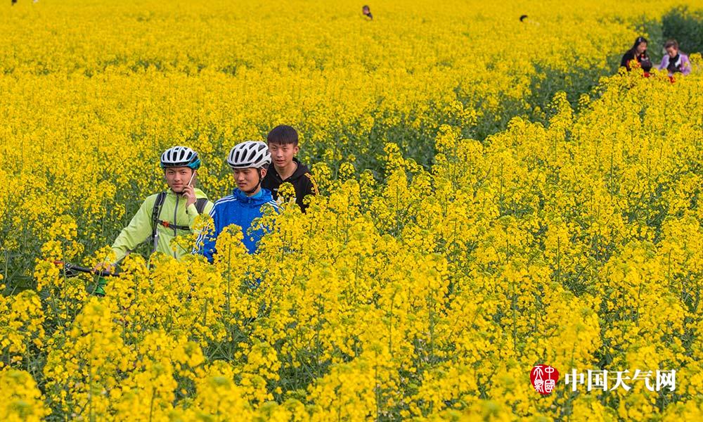 重庆南川油菜花迎春绽放 大地如铺黄金