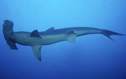 有着和人类一样双视力的鲨鱼,能360度环顾四周,年年都人被袭击