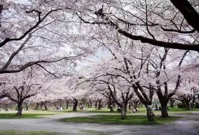 咱萧山家门口的樱花林绝对不输日本!周边还能赏到这些美景!
