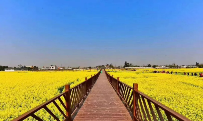 广汉油菜花金黄,周末不妨去西高踏青赏花