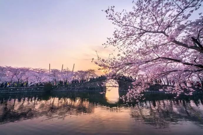 不请假不吃土,7个不输日本的国内赏樱圣地,炸裂你的少女心!