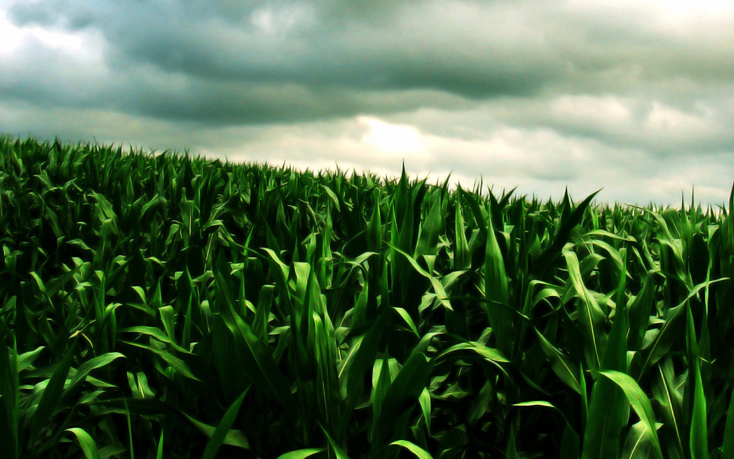 玉米高产的田间管理关键,合理密植技术栽培的