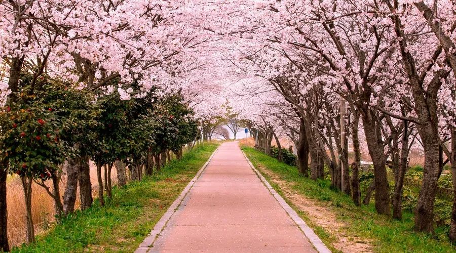 方兴湖公园樱花林种植早,中,晚樱近3000株,以延长整体花期,形成高潮