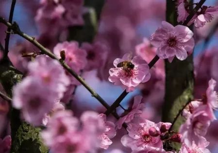 3月17日快与仙女相约长滩桃花节吧!