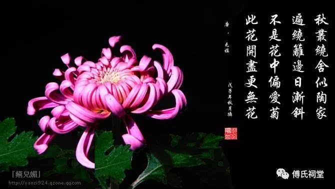 古文朗读|菊花(元稹)