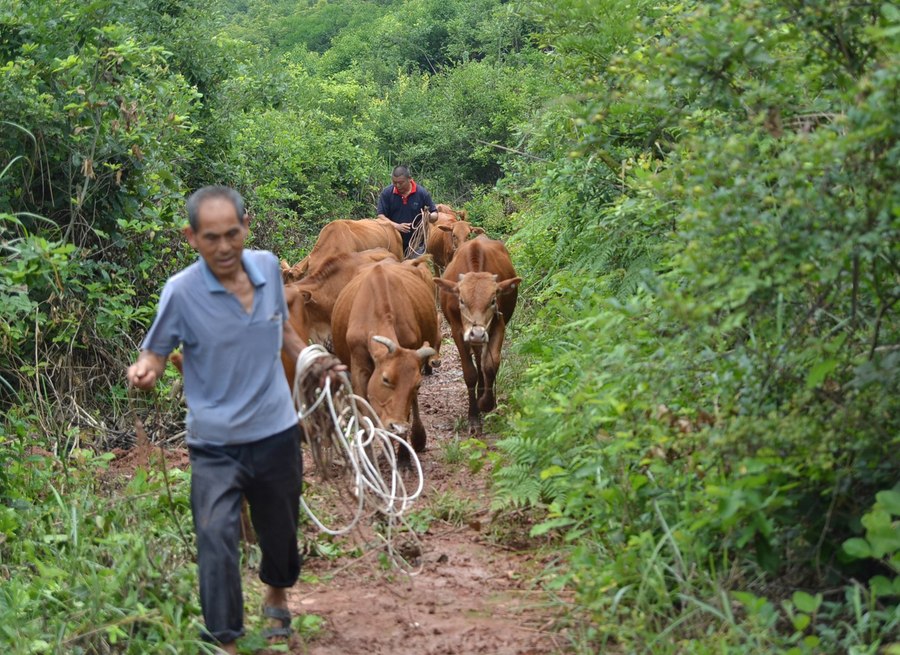 农村养牛有什么困难和风险阻碍其发展
