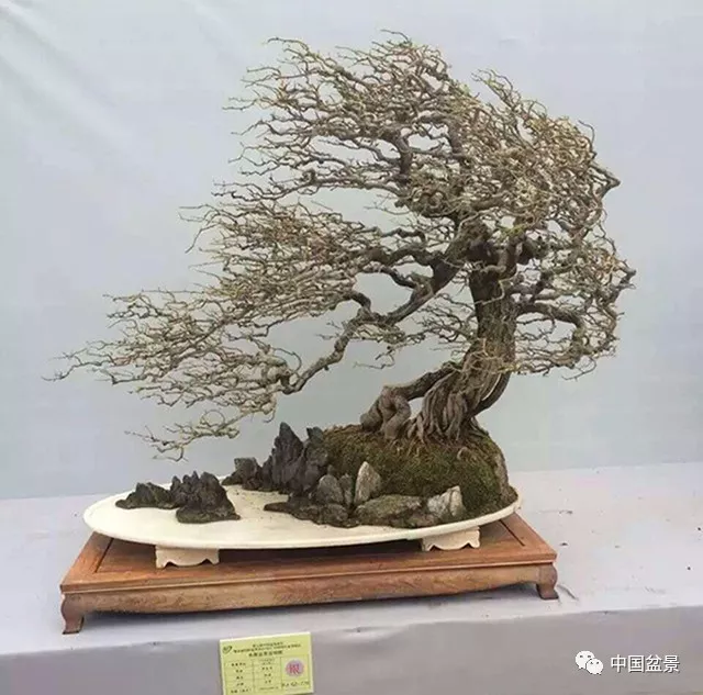 风吹式盆景给人以启迪和联想