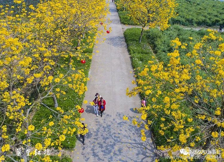 从化万花园百花争春,让人"眼花缭乱,美不胜收!