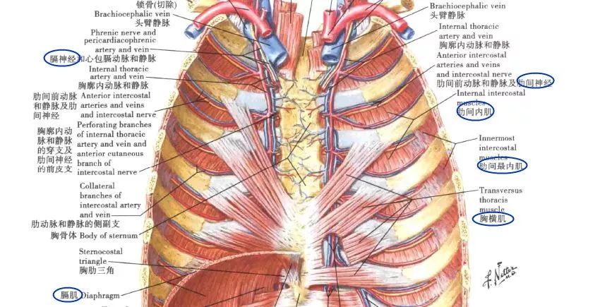 没对着人骨熬过夜,都不好意思说自己学过解剖学