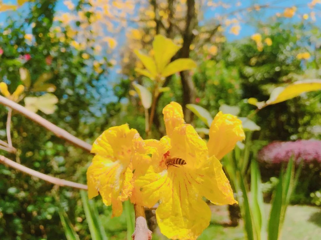 南宁这里开满了花,又是春游踏青的好去处