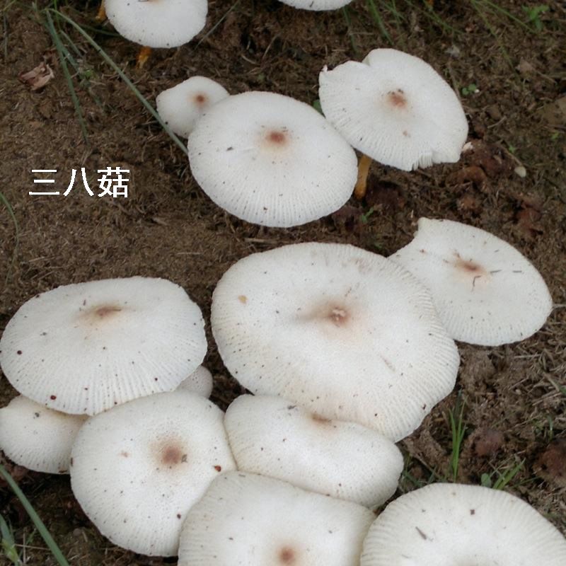 蕉林土地上群生或散生,其普通的外形和生长环境与可食的高大环柄菇