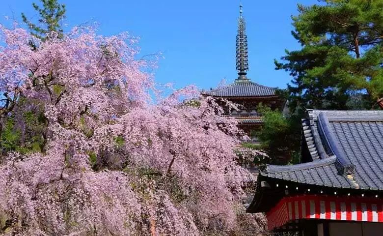 日本樱花季去哪里?京都赏樱名所全攻略!