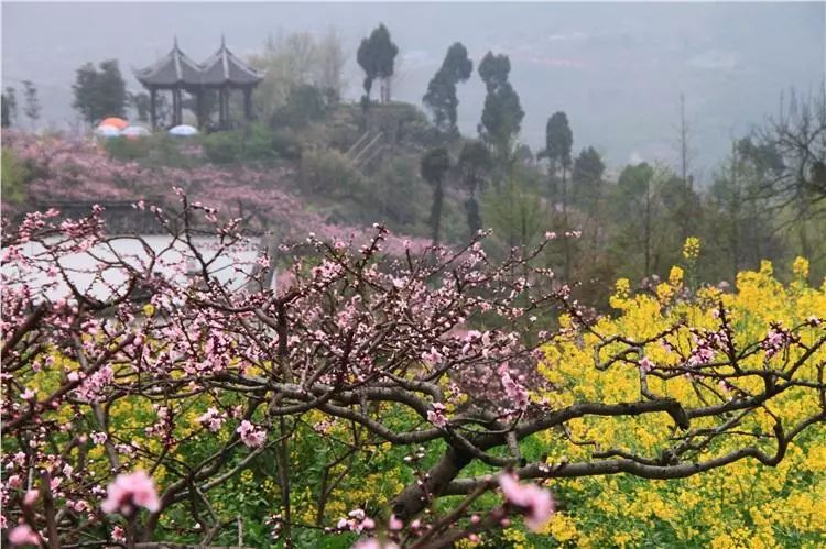 旅游 正文  说起看桃花,龙泉的桃花沟绝对是第一的选择.