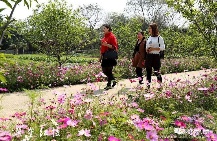 从化万花园百花争春,让人"眼花缭乱,美不胜收!