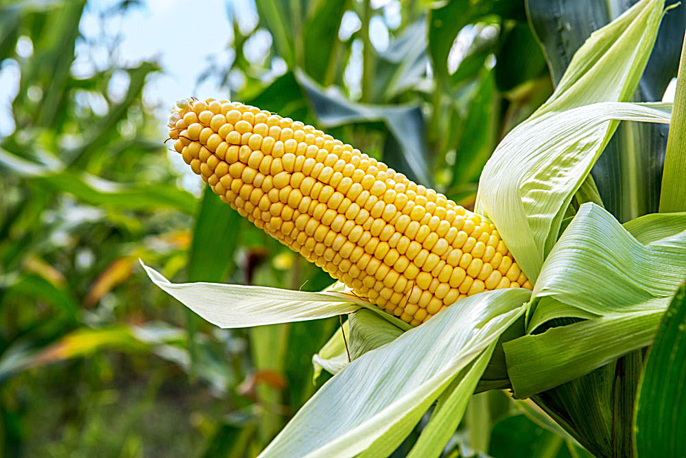 玉米高产的田间管理关键,合理密植技术栽培的技术要点