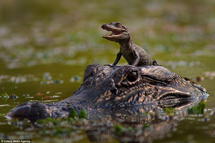 德克萨斯州的布拉索斯弯曲国家公园,一只小鳄鱼兴奋地骑在妈妈的头上.