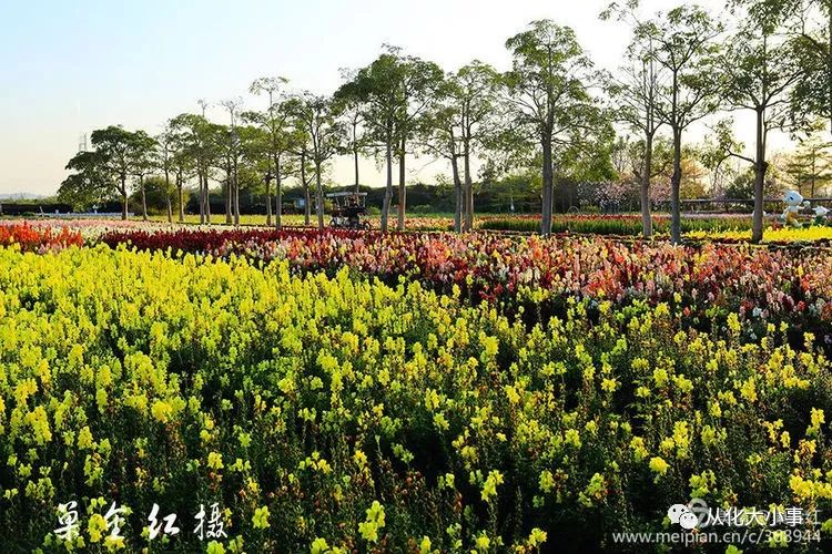 从化万花园百花争春,让人"眼花缭乱,美不胜收!