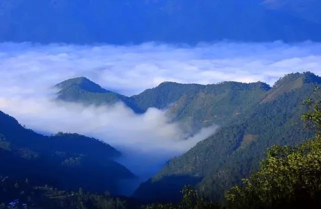 普洱茶的主产区之一 境内 有无量山,哀牢山 两个国家级自然保护区和