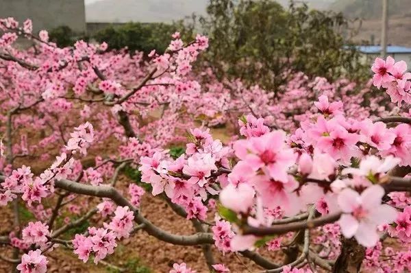 新华网 泛舟"桃花渡",登高"桃花坞",可将千亩桃林尽收眼里.