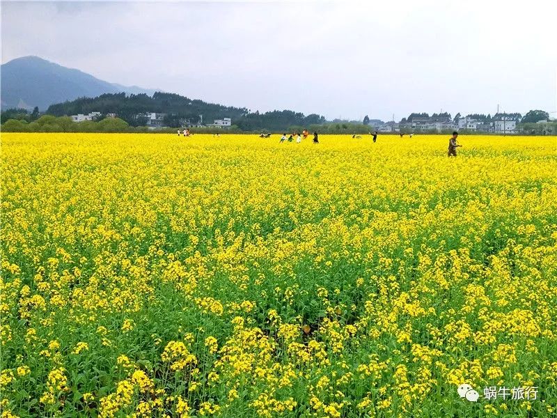 观油菜花体春天美丽游白鹤观感历史魅力宾阳一日游超值$69人