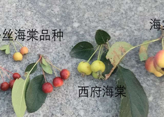 杂交北美海棠的花色以及叶色极为丰富,很快成为园艺宠儿