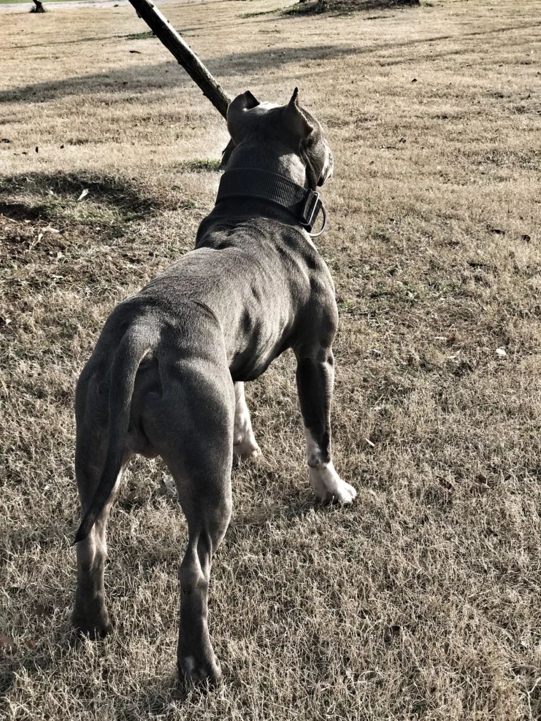 比特犬时而蠢时而萌的日常生活记录