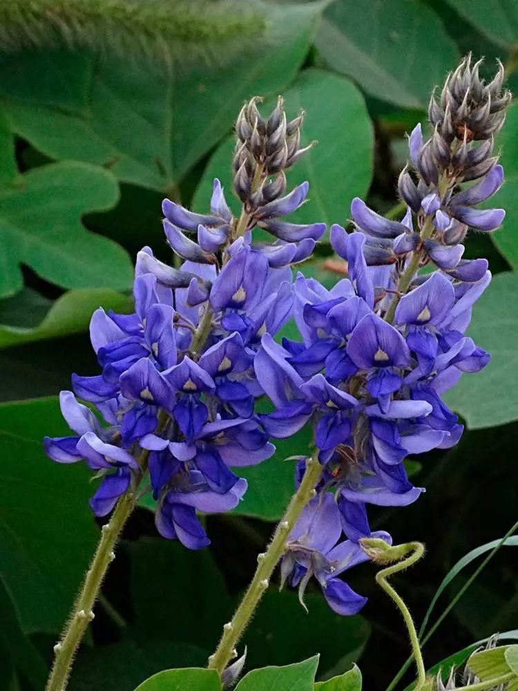 葛花即为葛根之花,具有解表清热的功效,能升散湿热,对颈项强痛效果