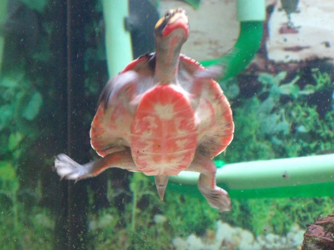 惊艳的变异个体十多年前,美国人paul vanderschouw在繁殖圆澳龟的过程