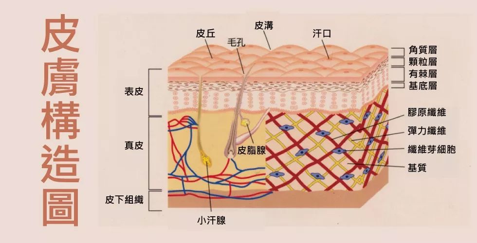 其中,对于女人来说最重要的是真皮层.