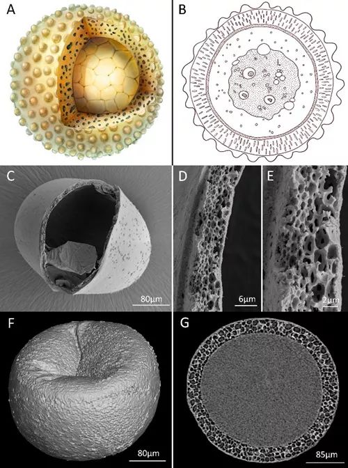 古球蛋艺术重建(a)以及现代水生无脊椎动物休眠卵囊包显微结构(b-g)