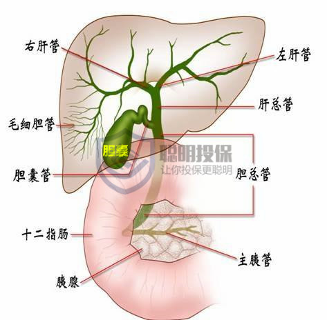 成语什么肝什么胆_胆肝成语(3)