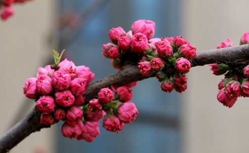 今天17℃!我财第一棵开满花的树在哪儿?